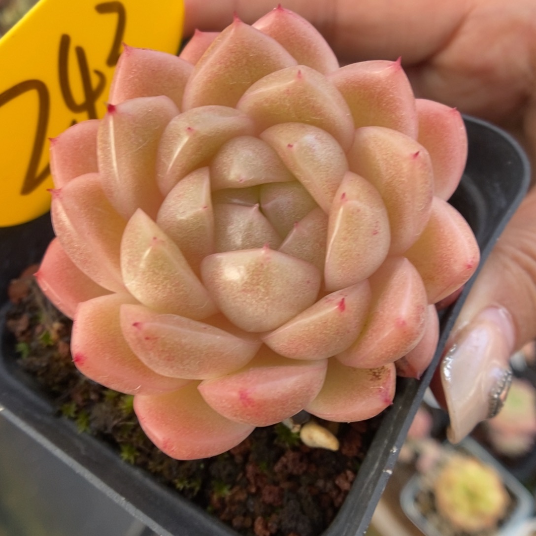 油透麦秆243号。      