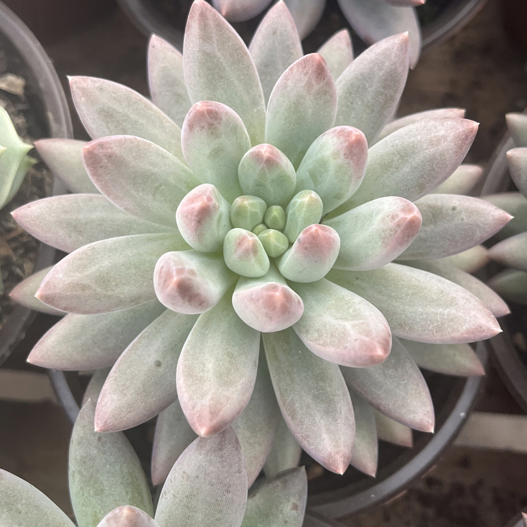 【任意下单即包邮】红蜻蜓单头9-10公分多肉植物，脱土发货