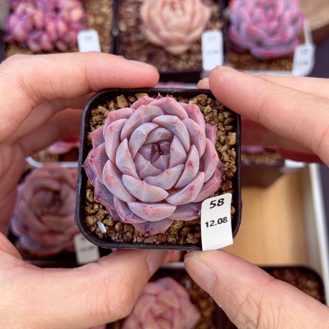 好好看58、哈哈哈哈