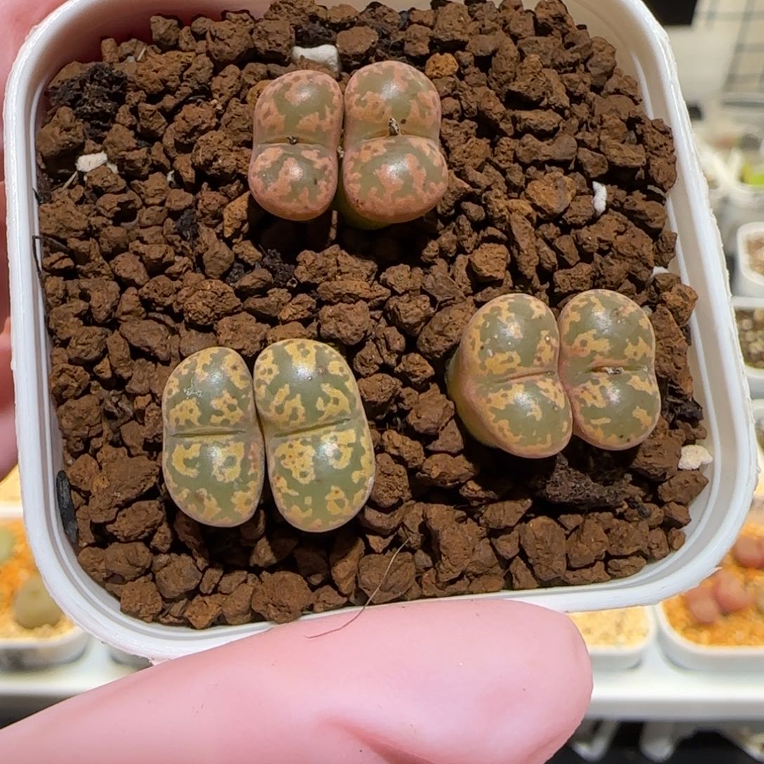 肉锥多肉植物百科25-粉色勋章一盆771