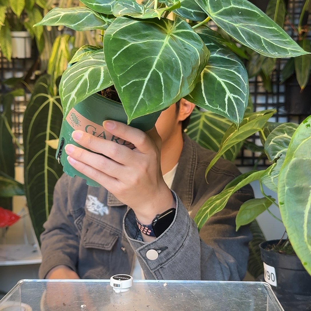 完全开放粗脉税局花束V92