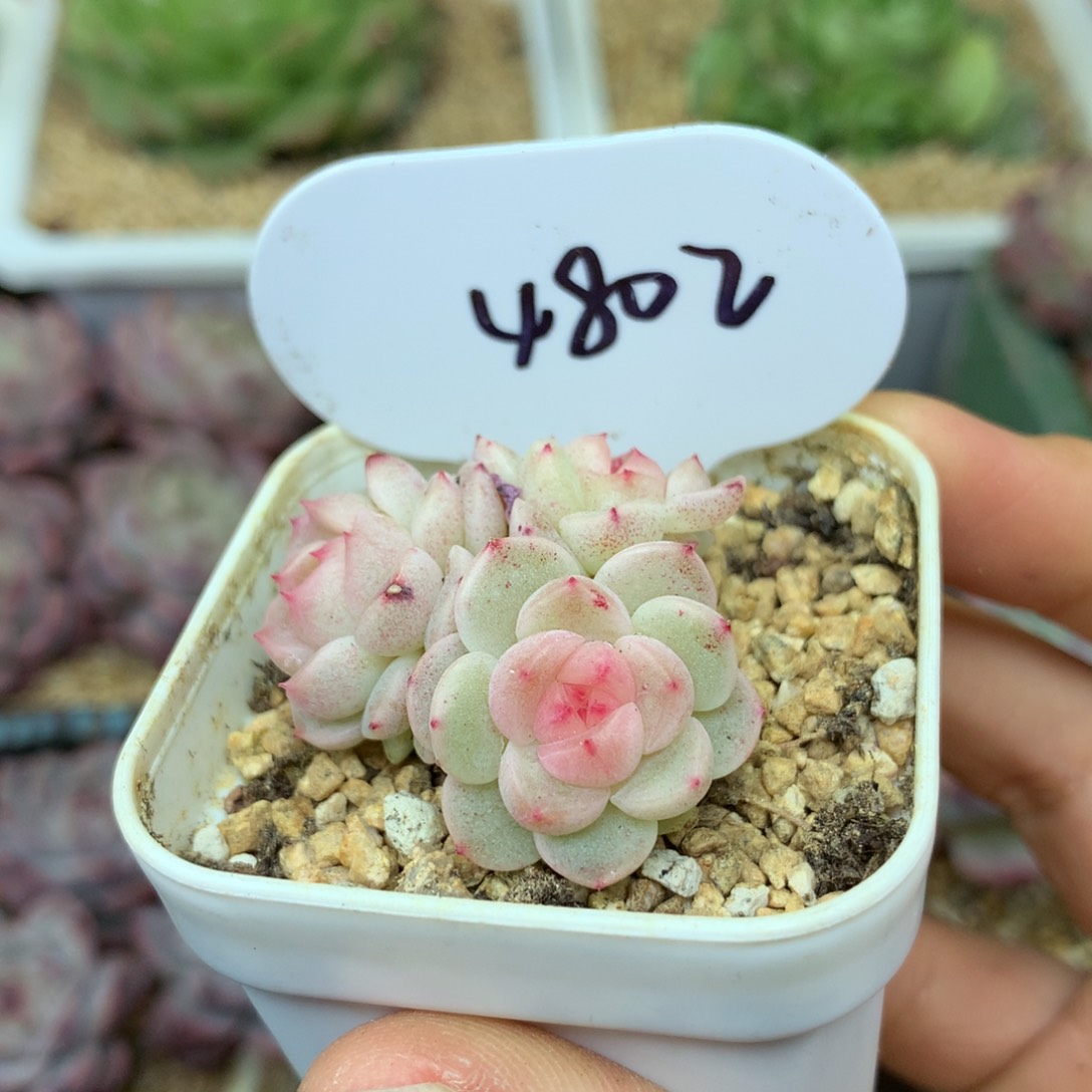 飘枝甜心3头群4802