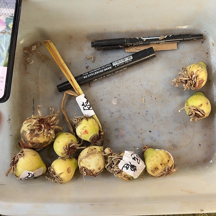 完全开放超级鬼魅 3厘米左右10棵