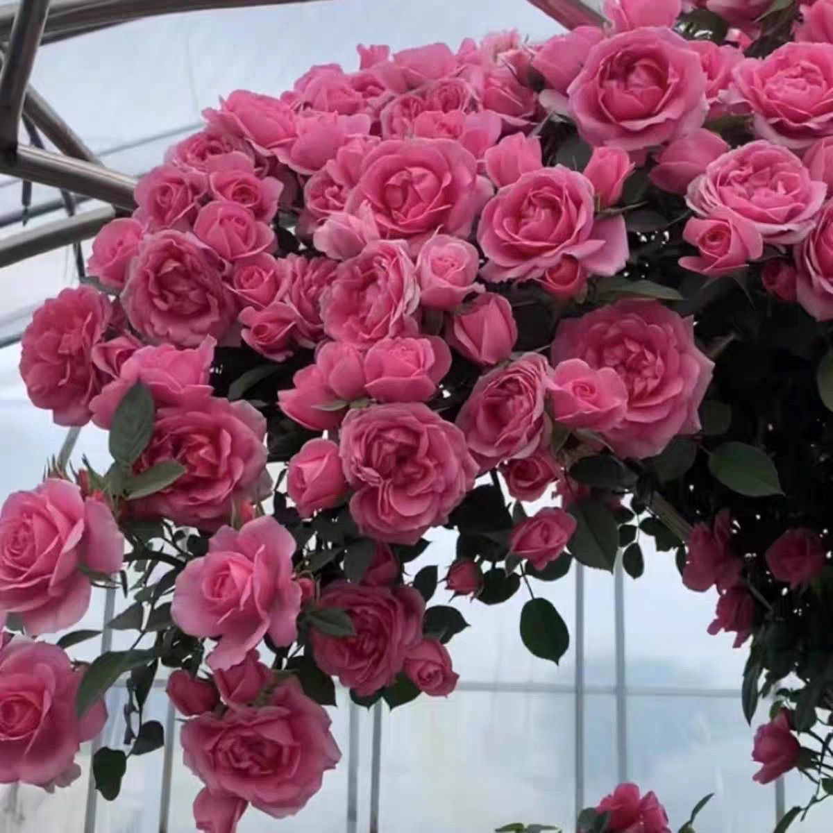 【嬉皮士星星】大型爬藤月季多季节重复开花  花量多