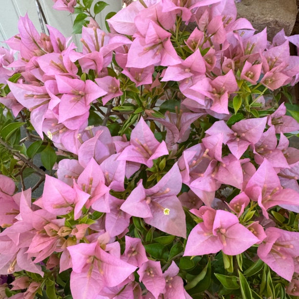 粉天使·a大花四季勤花爬藤三角梅盆栽好养活