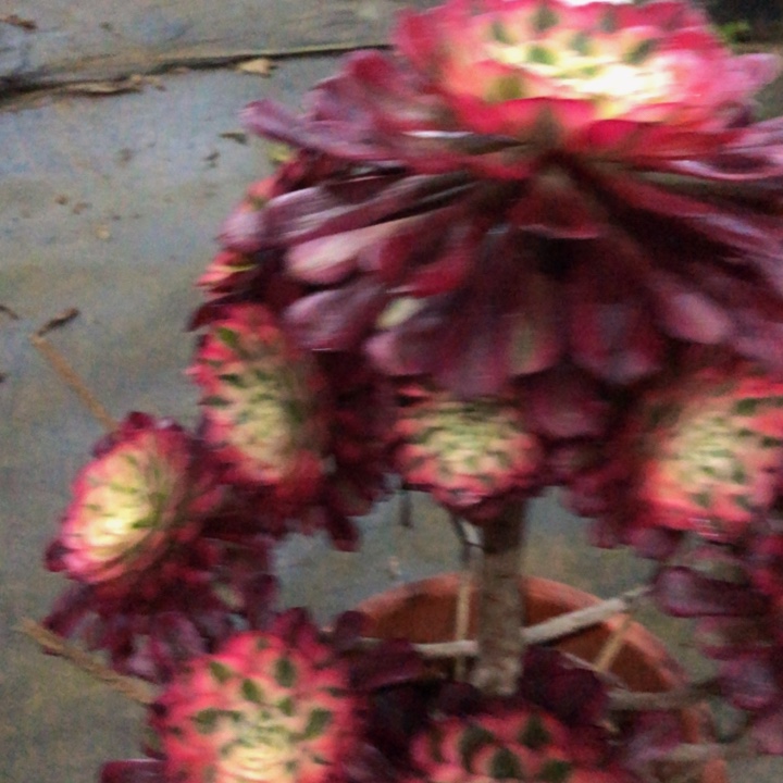 红同白多肉8570000000000