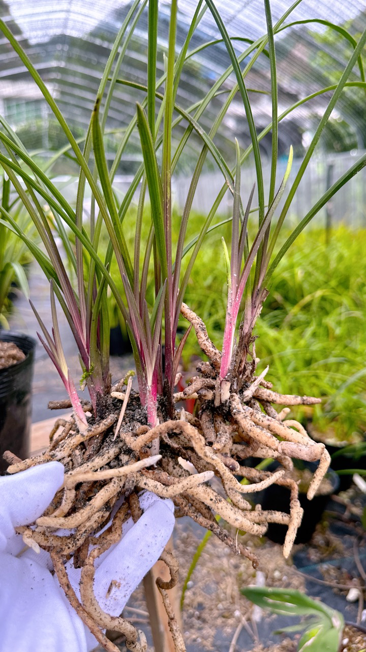 蕙兰红香妃兰花兰草