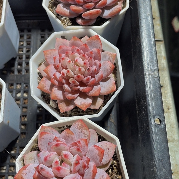 玉芙蓉带盆土发货