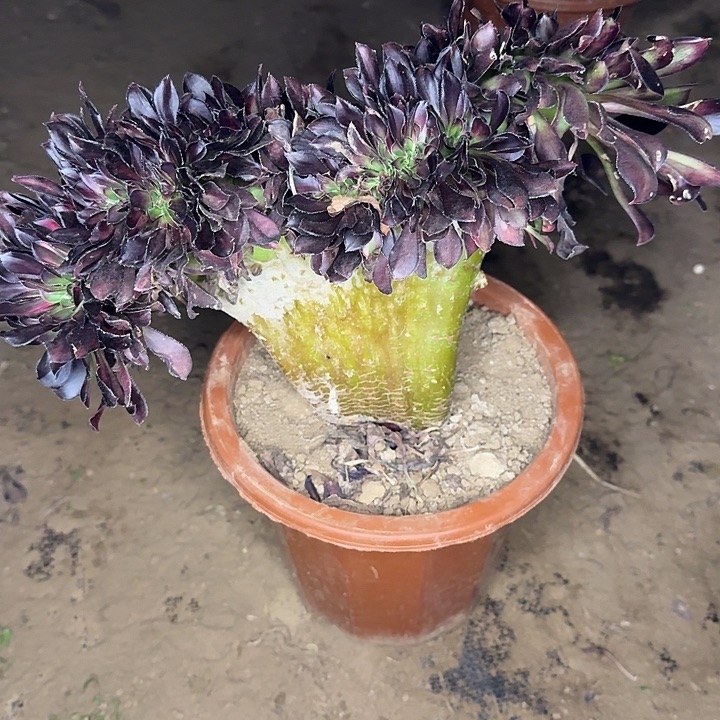 花蝴蝶缀化整板1号