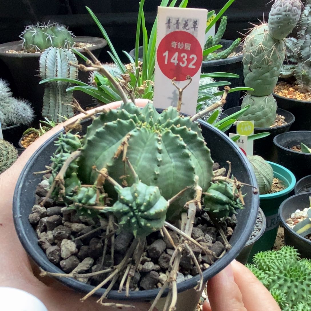 强刺法利达群一颗5.3cm