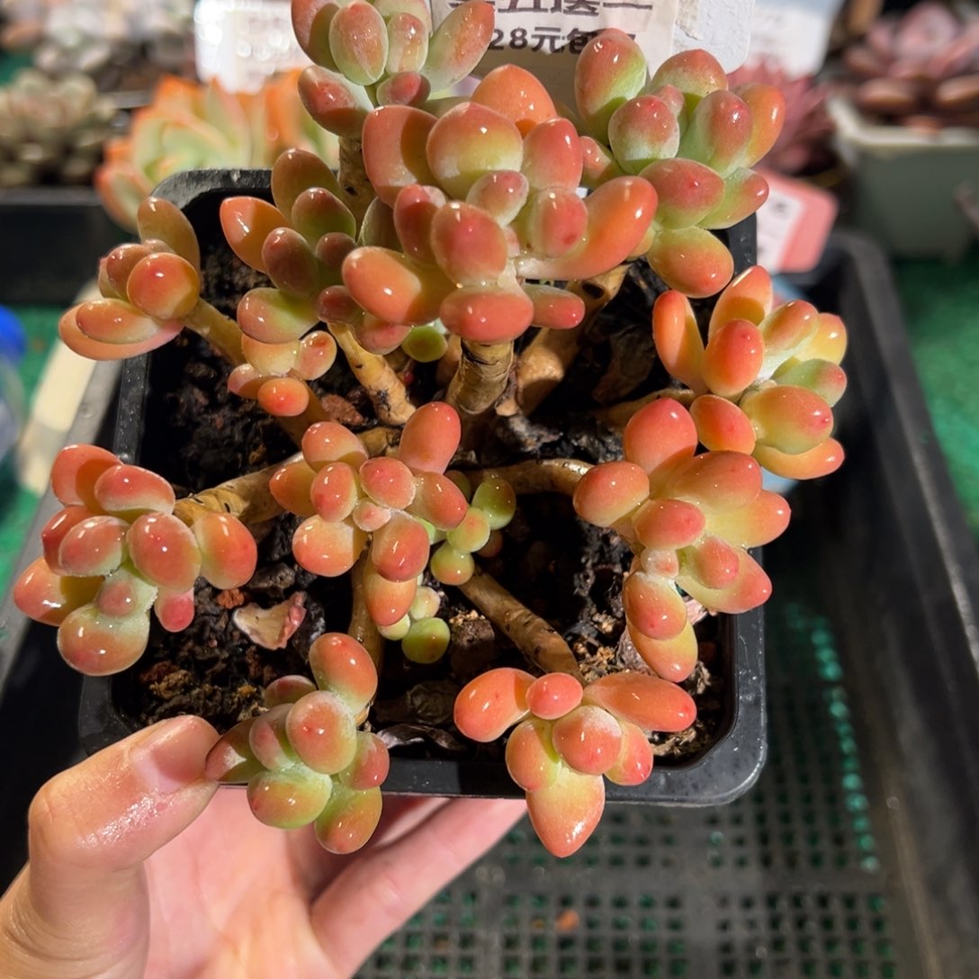 表妹精品多肉植物123:
