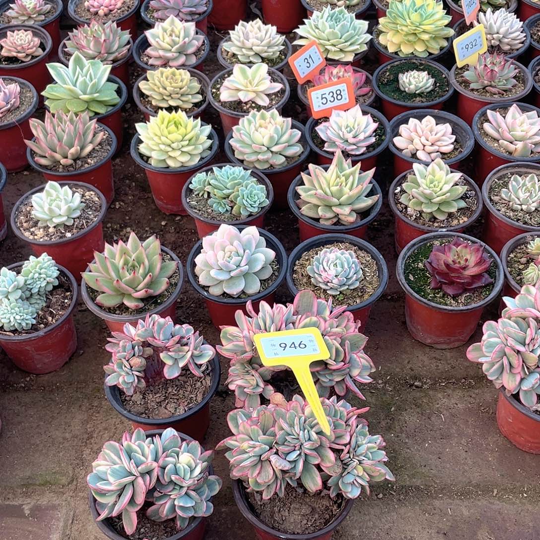 星***愿946个六个一组多肉