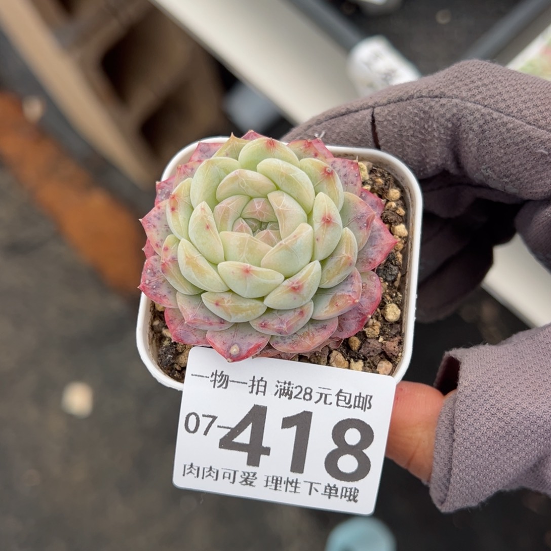 美妮多肉多肉多肉多