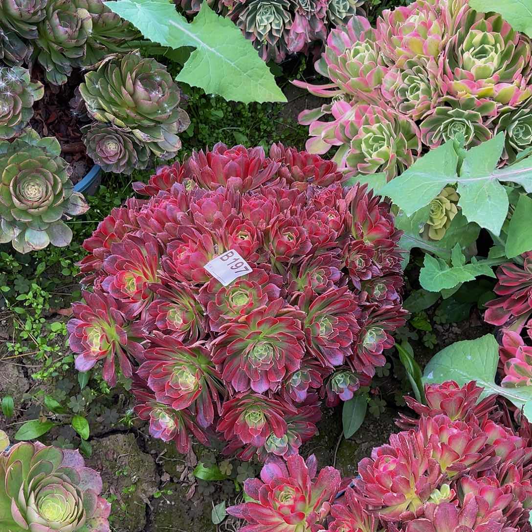 安娜法师朵朵3-13