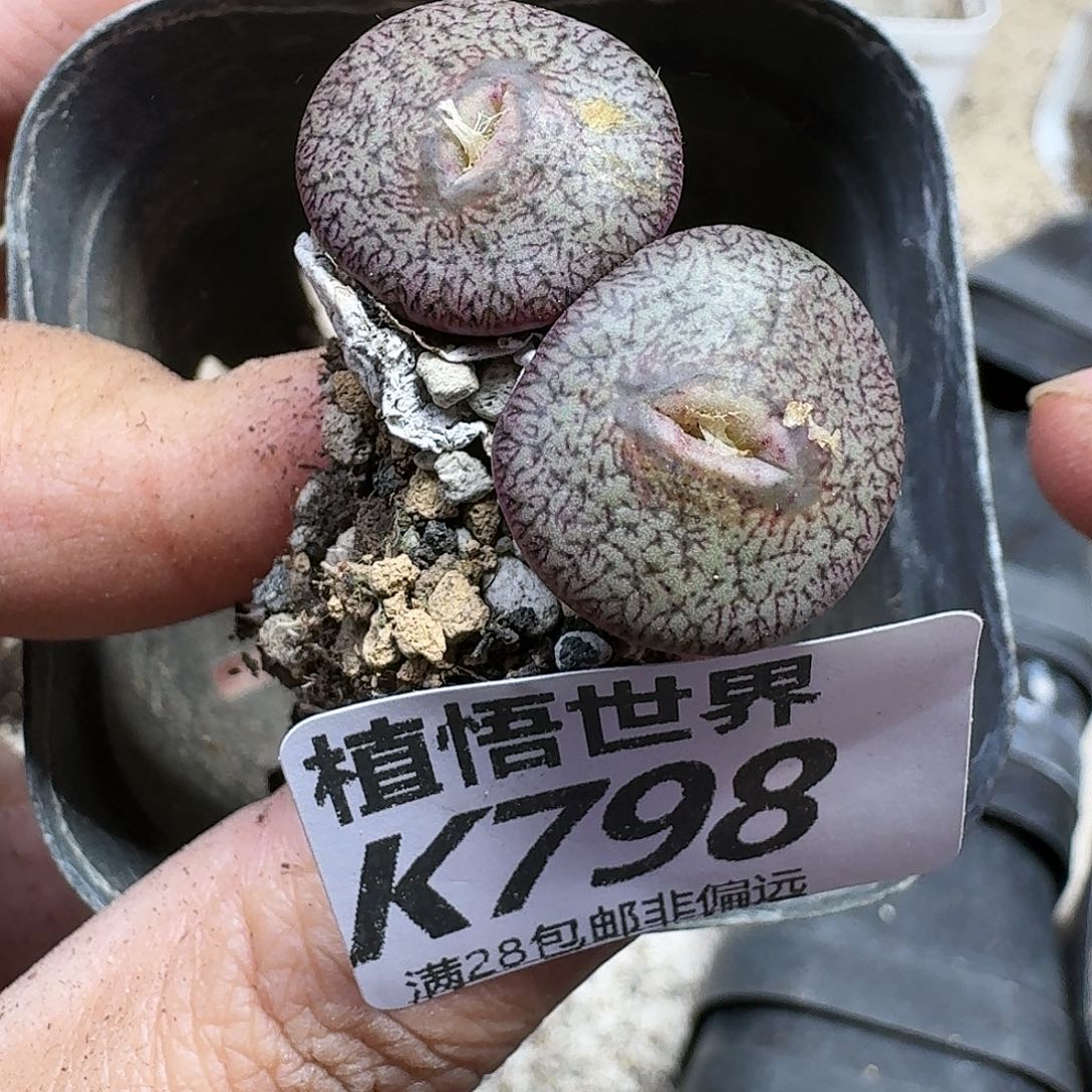 多肉植物的人生thj