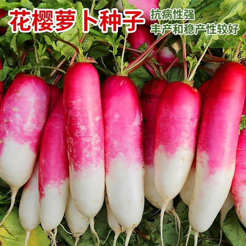花樱水萝卜种子春秋季水果萝卜种籽红皮耐热农家阳台四季蔬菜种孑