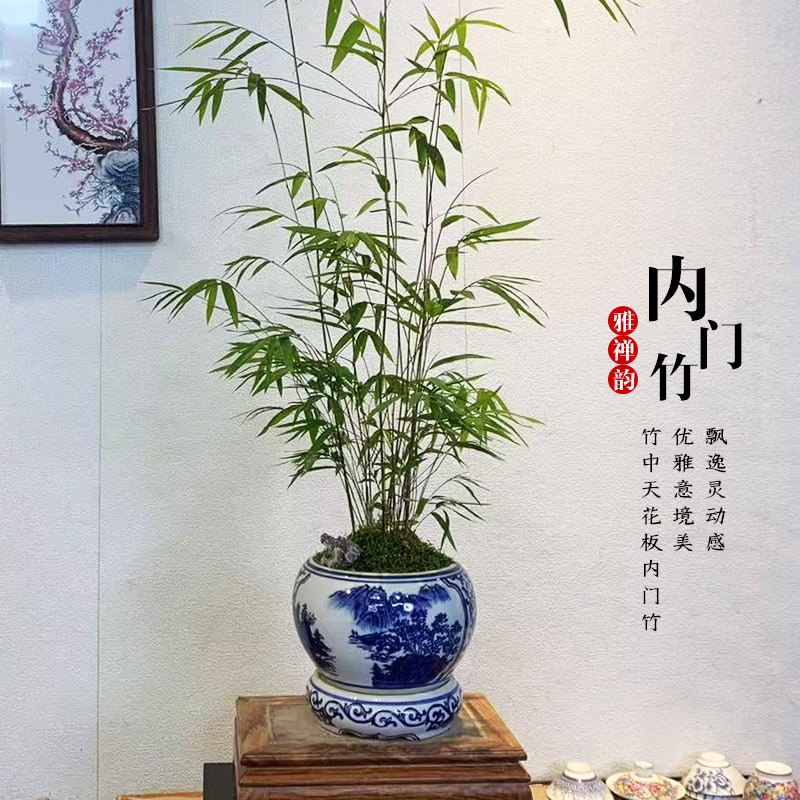 内门盆景青花盆桌席盆栽植物竹子精致丛林款内门竹盆栽