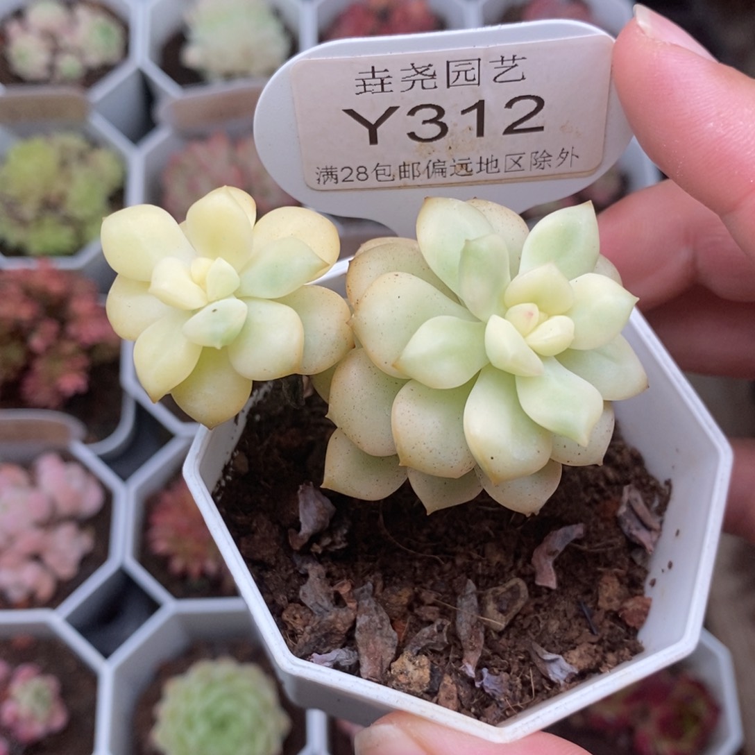 0312 探戈锦 6cm