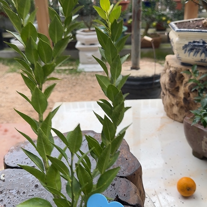 心***虑直播间八房柑一物一拍