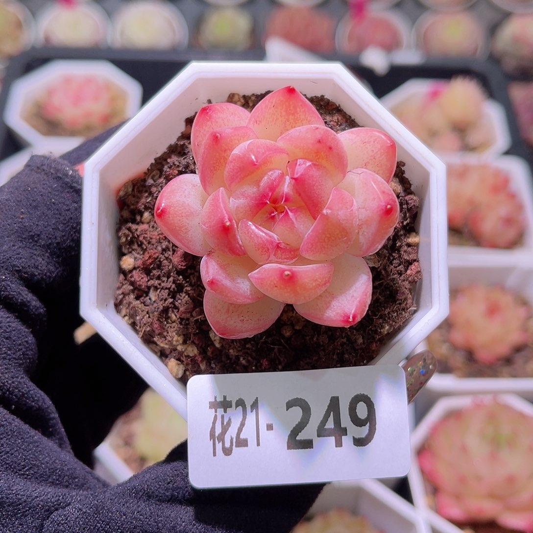 花利美21-249精选糖心