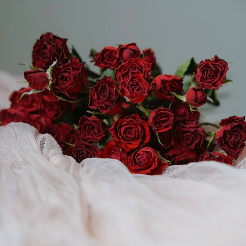 鲜花i批发价 一件也包邮洋甘菊小雏菊 橙色芭比水仙百合