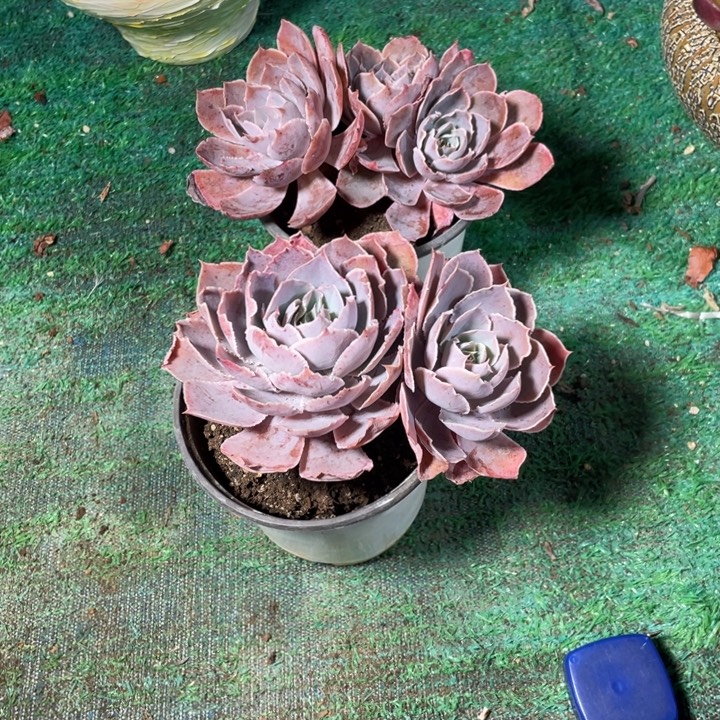 R***曼pinky多肉两颗一物一拍