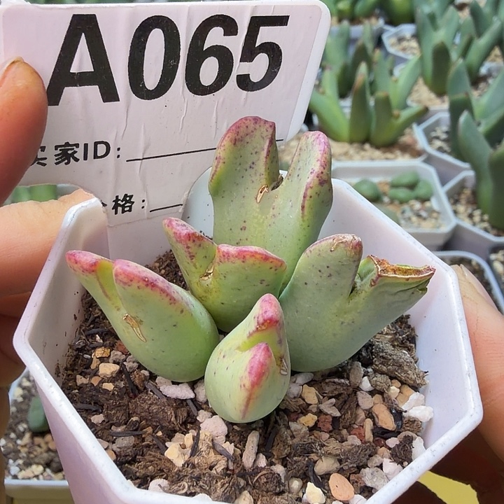 065。满38包邮肉锥