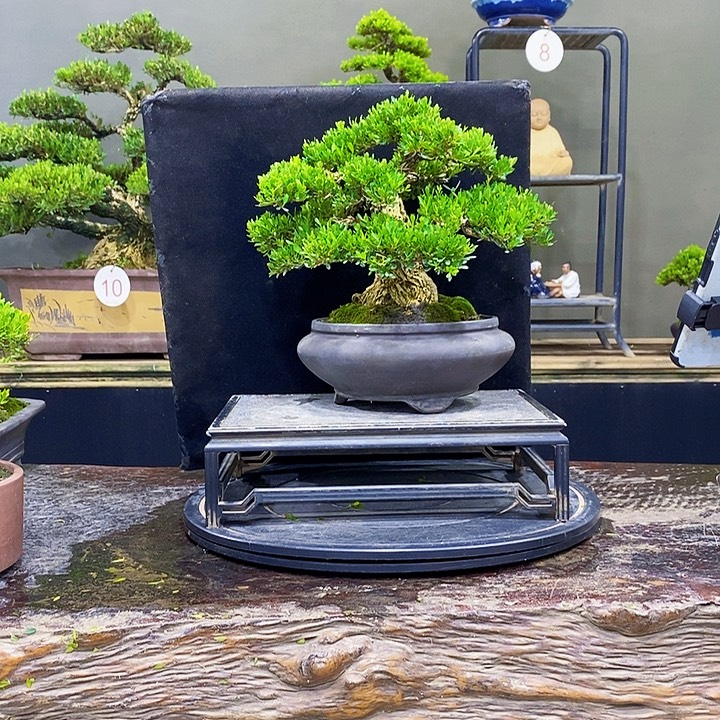 无花朵黄杨盆景四季常青