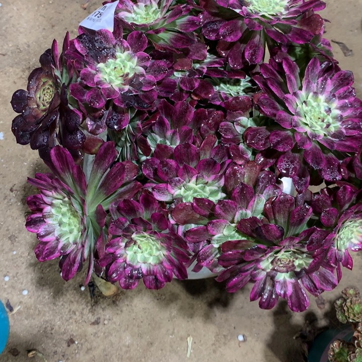 1755水墨画多肉植物