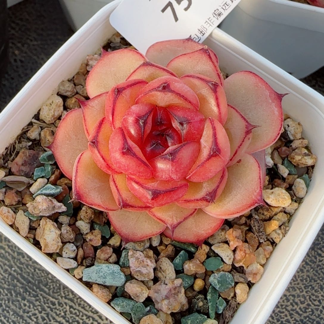 星光珍妮，7599多肉