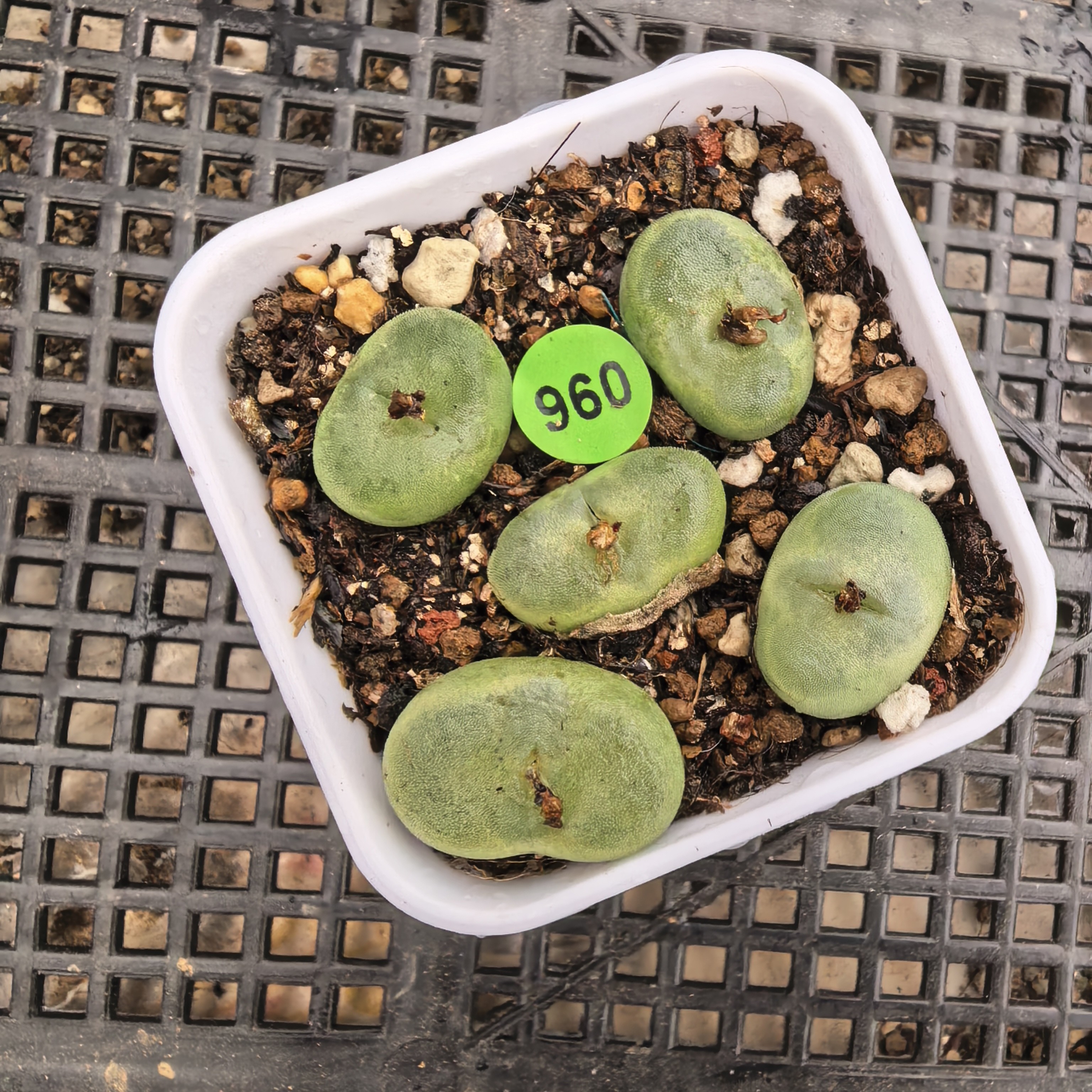 水晶鞋1.5-1.8CM脱土多肉960