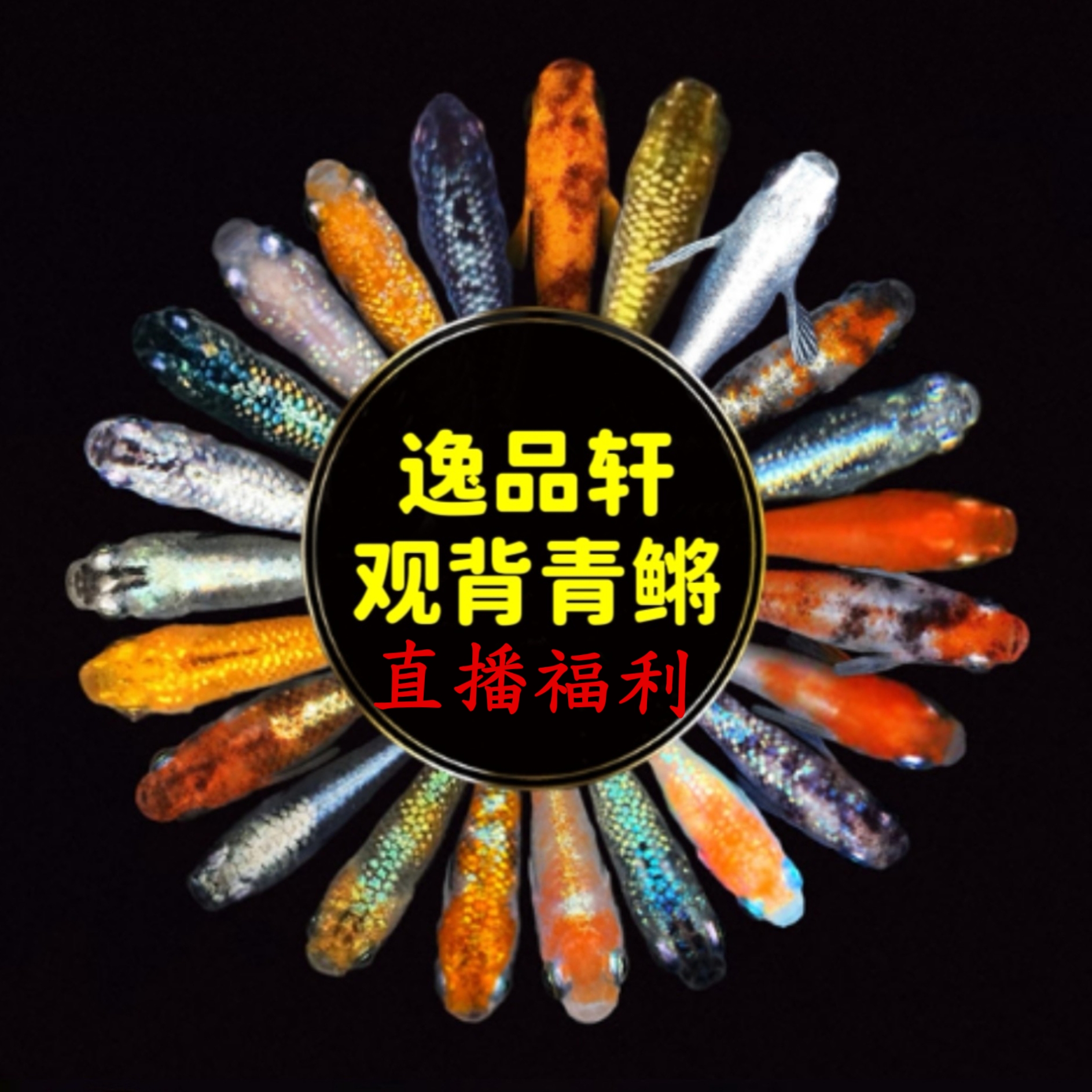 观背青鳉观赏鱼直播间盲盒随机鱼