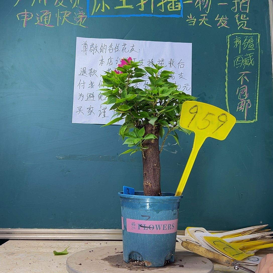 当前无花栽培后可以开花  福利  粗杆 塔紫  959