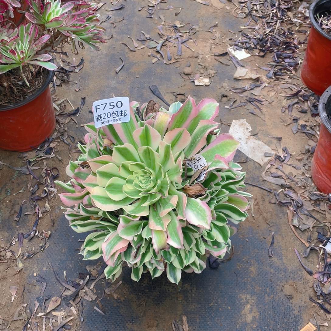 750白凤多肉小损不包