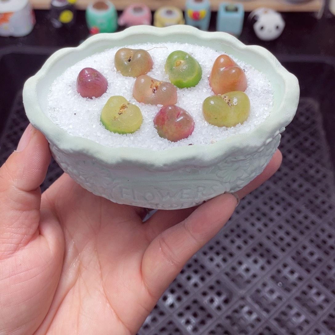 w3266 带盆土发货-零下地区拍保温箱