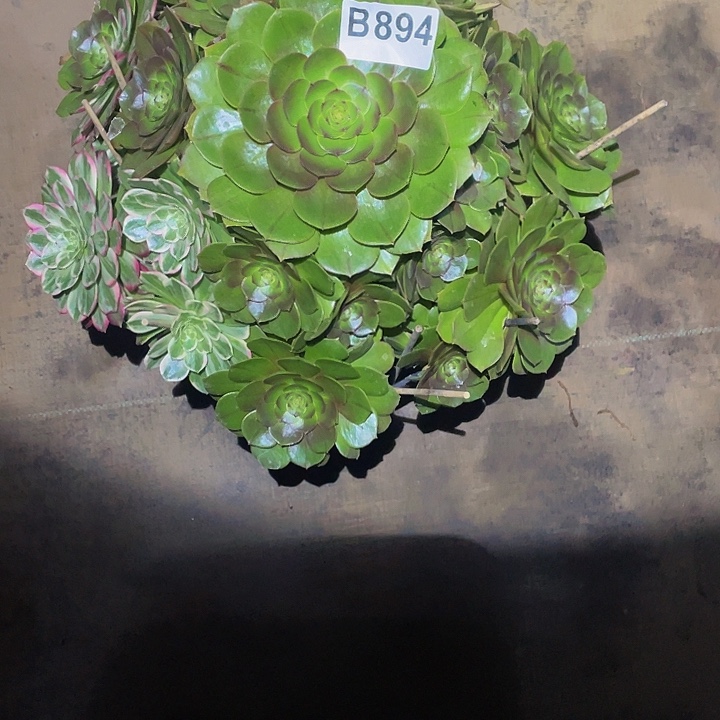 多肉法师894号万圣节发货不包损