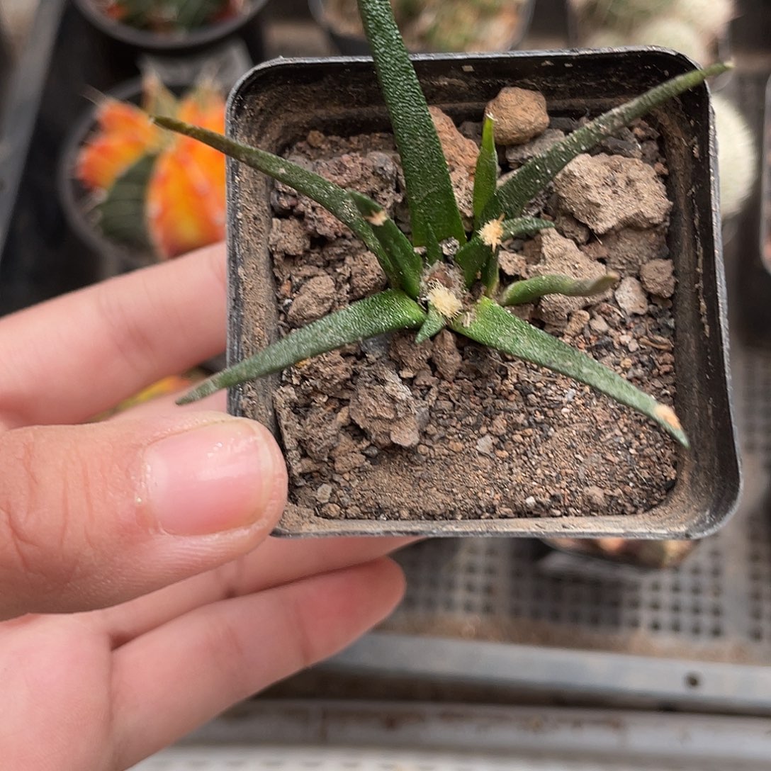 273龙舌兰牡丹仙人球植物