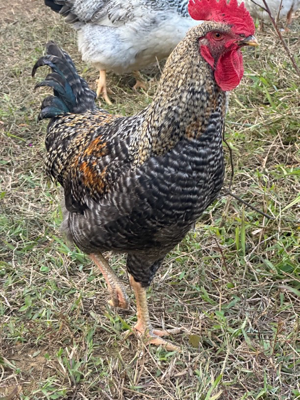 金芦花大公鸡 大山散养 （鸡肉紧实，美味可口，生鲜鸡）顺丰包邮