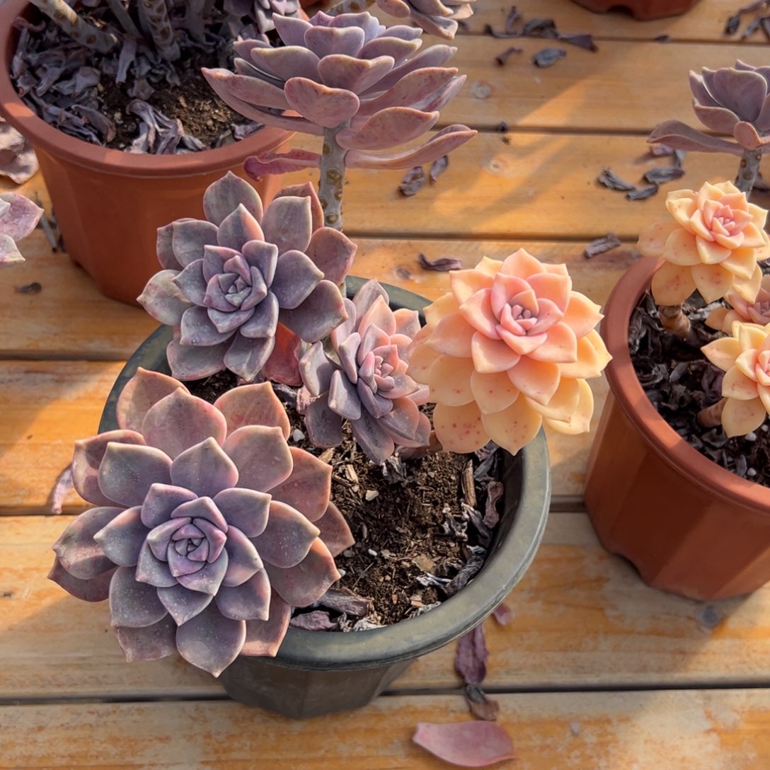 多肉紫乐锦【非偏远地区满18包邮】