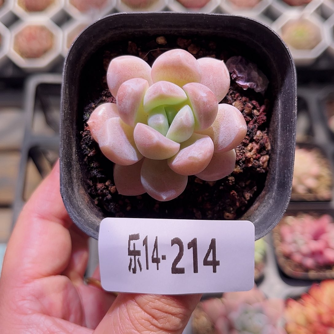 乐然14-214 奶糖单头 