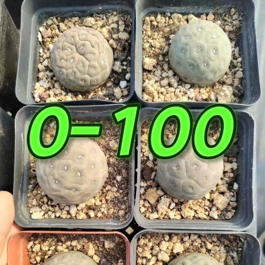 一物一拍 习志野 仙人球多肉