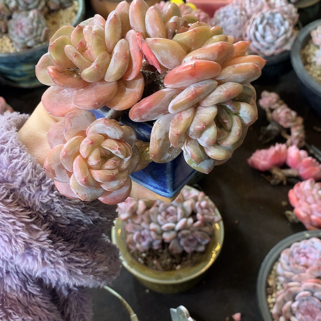 泡***哥哈哈哈哈哈哈哈哈石榴籽