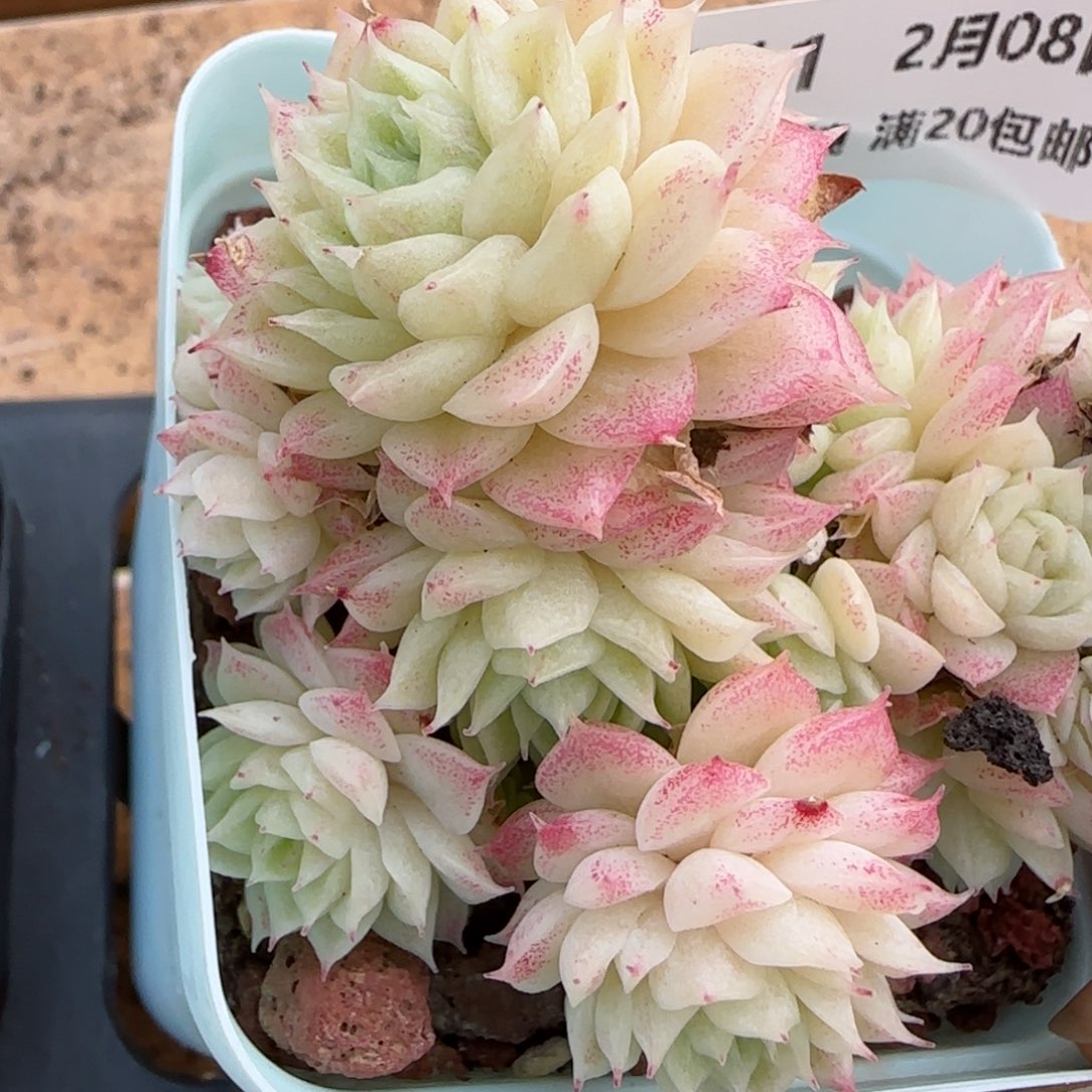 花语逸镜0208-511