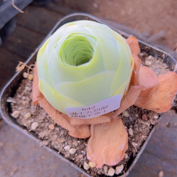 ?****花642 裸根不带土发货不包损