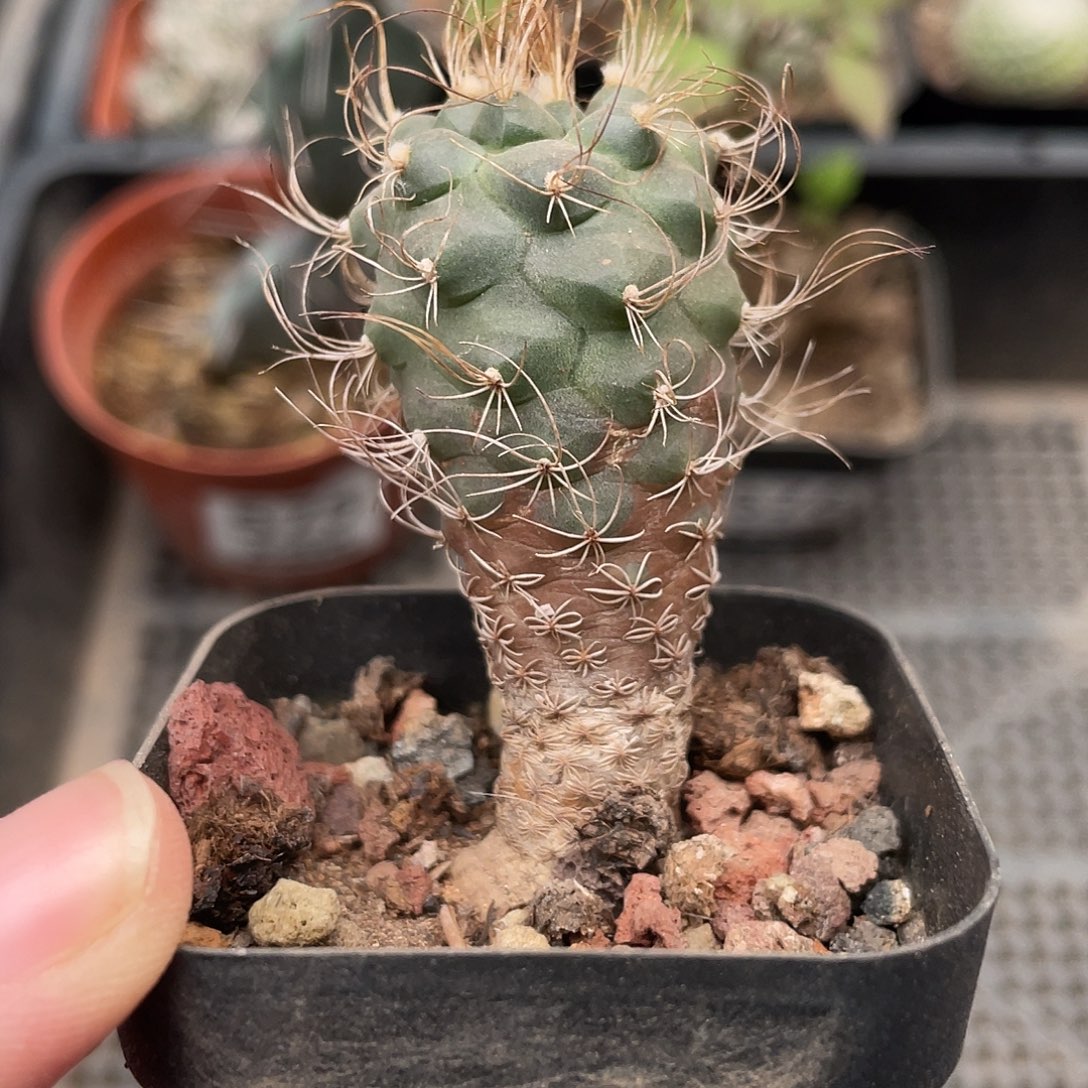 577长城娇丽（满18元包邮）