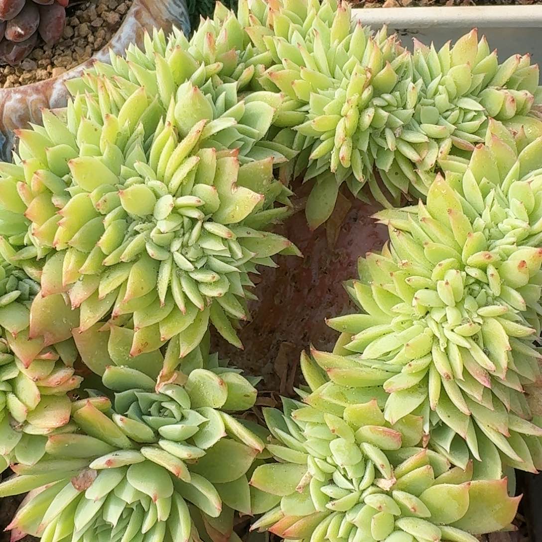 1515一物一拍（满28包邮）