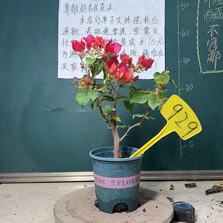 完全开放暗斑大红 粗杆 929