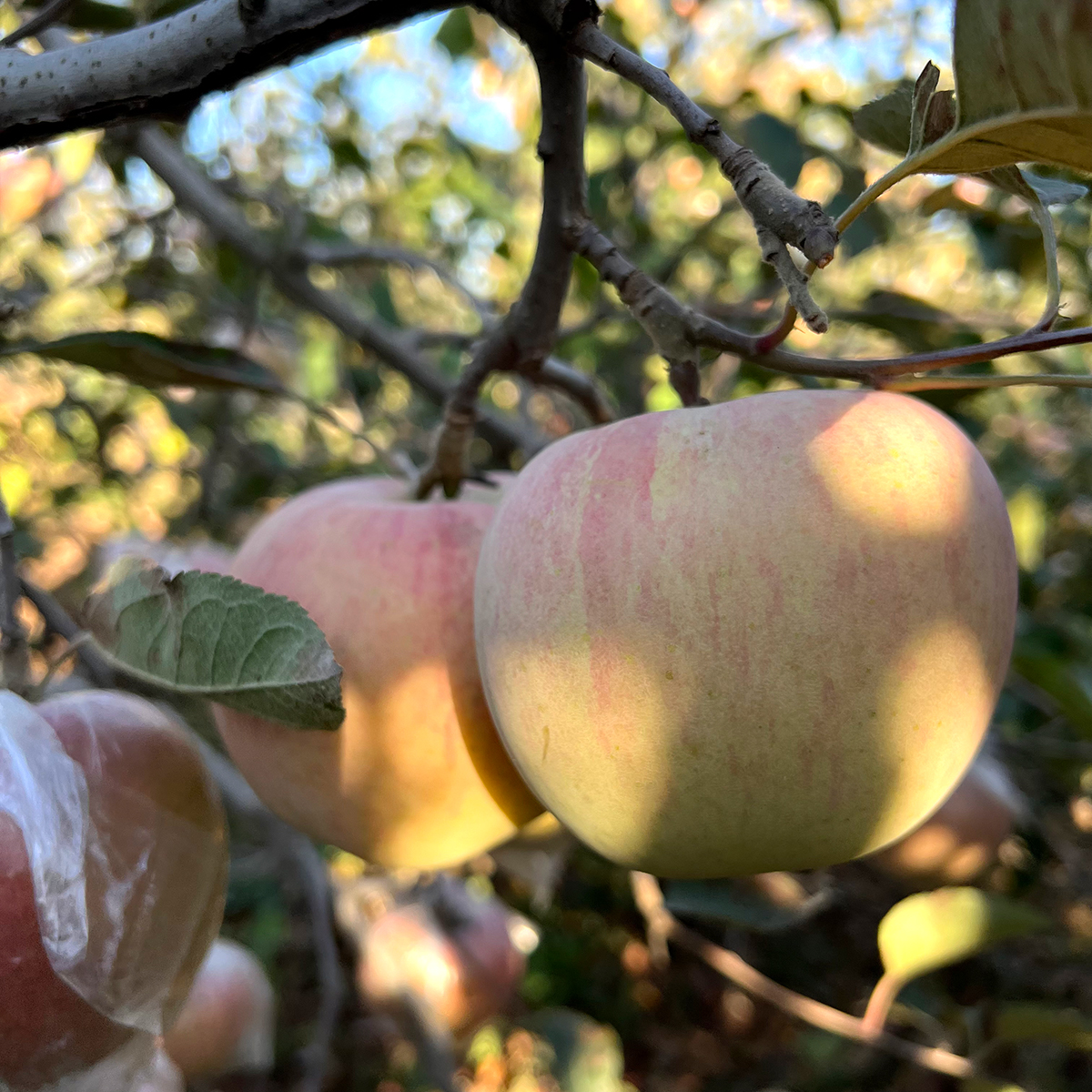当地产的富士丑苹果 酸酸甜甜的口感 水分足有味道 中大果 单独拍