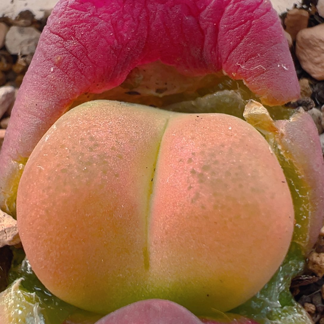 109多肉植物百科知识