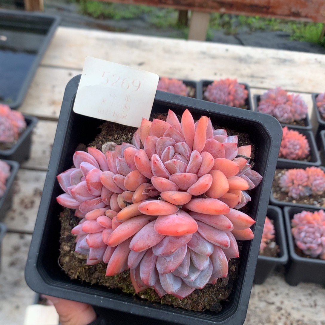 10厘米有砍七头雪天使朵朵 5269